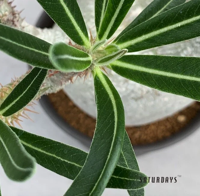 Pachypodium gracilius — SATURDAYS Succulents